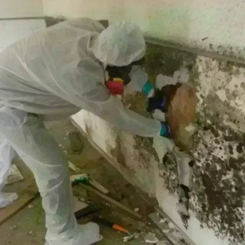 Mold Remediation and Removal in Welch, WV